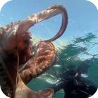 Подводная охота на осьминога